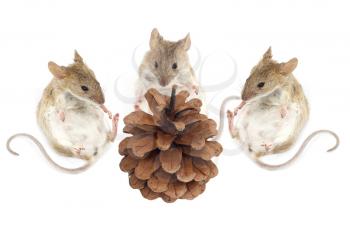 three mouse sit and look at the pine nuts on a white background