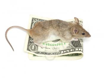 mouse and the dollar