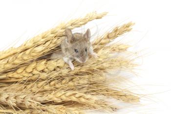 mouse on wheat