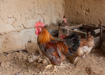 Chickens and rooster in henhouse on country farm 
