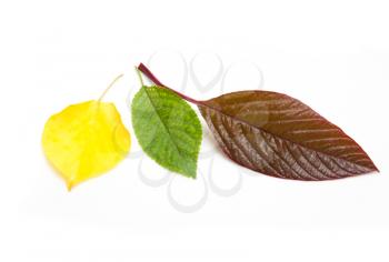  leaves on a white background