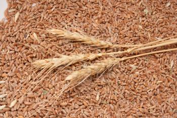 three spikelets of wheat against the grain of wheat