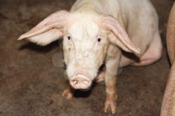 close up of little pig in a farm in China 