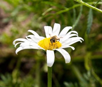 The bee on a camomile collects honey