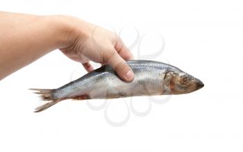 herring in his hand on a white background