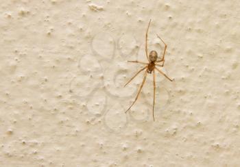 Spider on a concrete wall