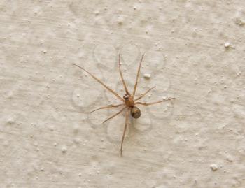 Spider on a concrete wall