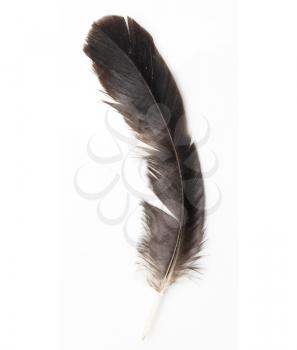 Bird feather isolated on white background 