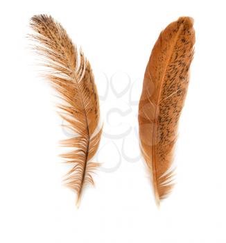 two golden feather on a white background