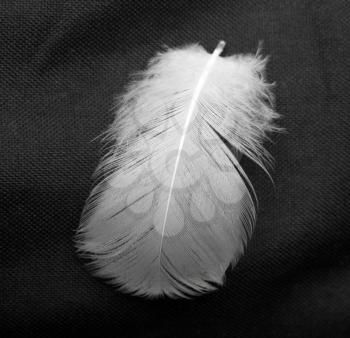  feather of a bird on a black background
