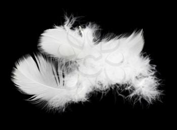 White feather isolated on white background 