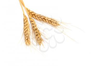sheaf of dried ears of corn isolated on white 