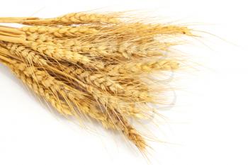 Bundle of Wheat isolated on white 