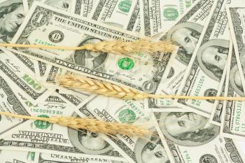 wheat background on dollar