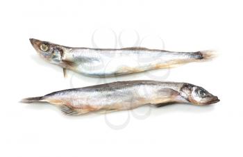 two of capelin on a white background