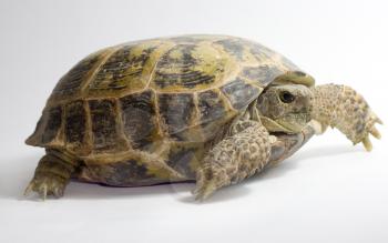 tortoise isolated on white background 
