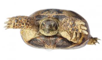 tortoise isolated on white background 