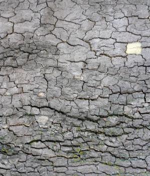 Cortex of the alder with lichen - texture 