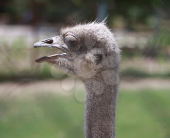  ostrich

