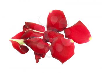 Rose petals isolated on white 
