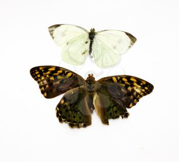 Two beautiful tropical butterflies insulated in white