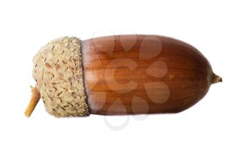 Simple macro image of an acorn isolated on white. 
