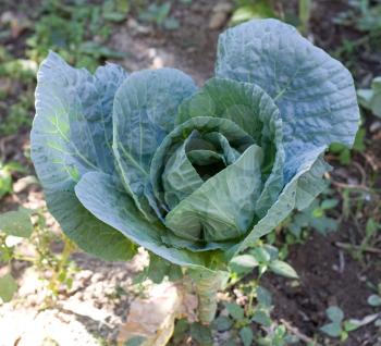 cabbage head growing on the vegetable bed 