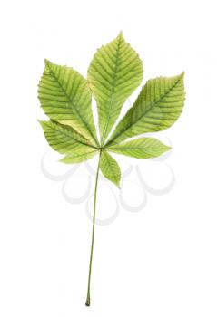 Isolated green leaf of chestnut 