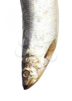 head salty herring on white background
