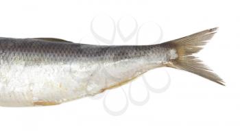 tail salty herring on white background