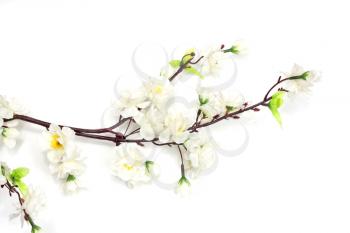 Spring cherry blossom on the white background 