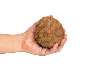 Coconut close-up in my hand isolated on white background. 
