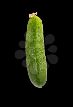  cucumber insulated on black background