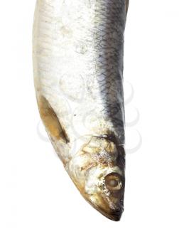 head salty herring on white background