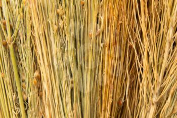 backgrounds texture of dry grass 