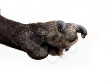 black dog paw on a white background