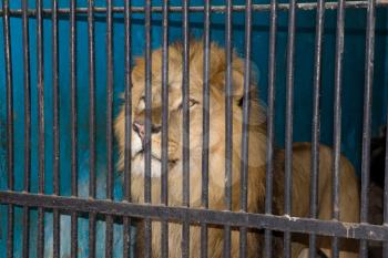 lion behind the bars at the zoo