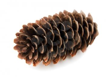 spruce pine cone on white background
