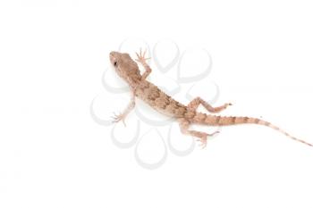 lizard on white background