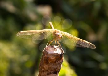 Dragonfly on the nature, macro