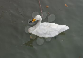 white swan swims in the lake