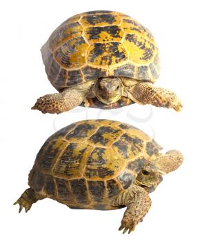 two turtles on a white background