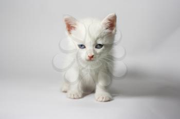 Red color point siberian kitten on white background 