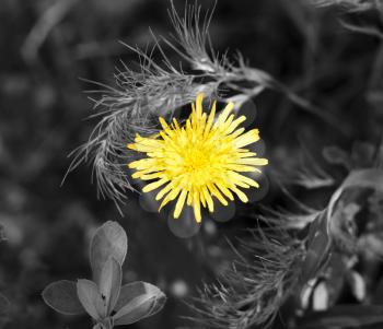 yellow dandelion in black and white grass