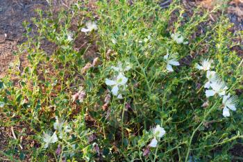 white thorn flower