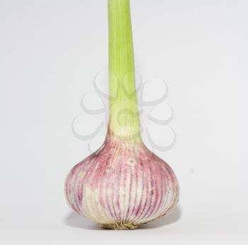 Garlic bulb isolated on white 
