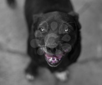  smile of a black dog with a pink tongue. focus on the nose