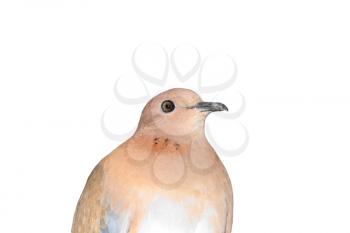  pigeon on a white background
