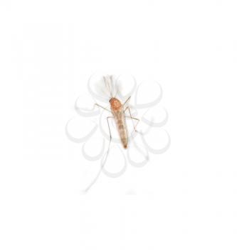 Mosquito isolated on white background 