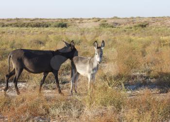 Two donkeys, mother and a cub standing in green surrounding looking at the camera. 